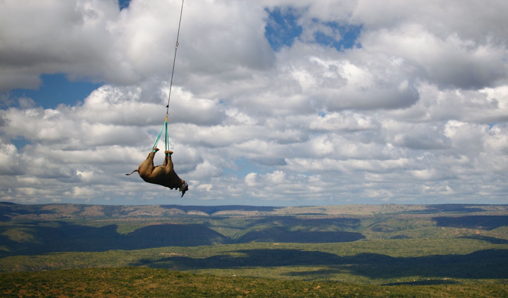 Перевозка носорога на вертолете