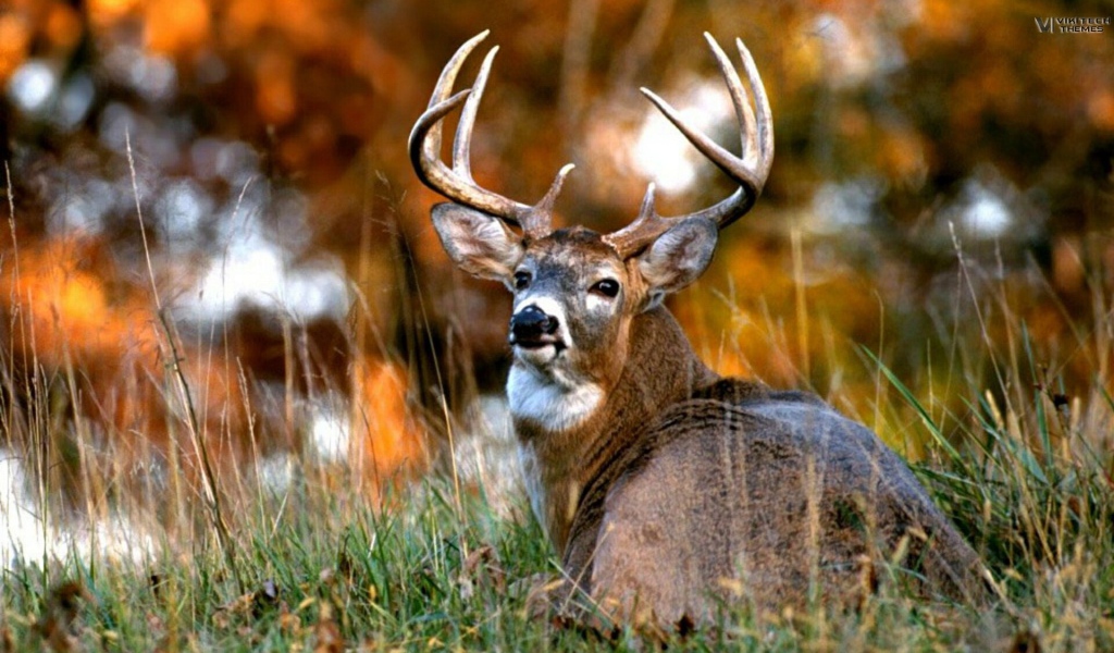 Африканский олень 