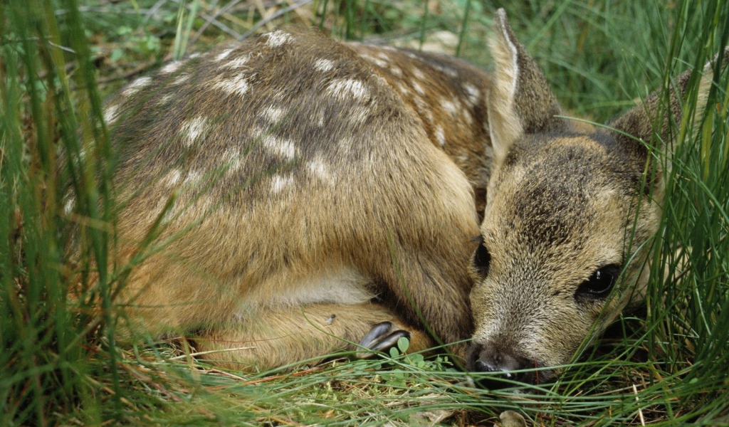 Олененок лежит в траве