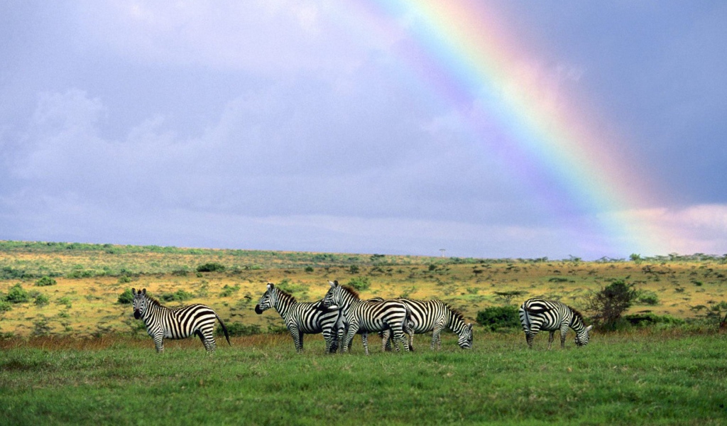 Зебры пасутся под радугой