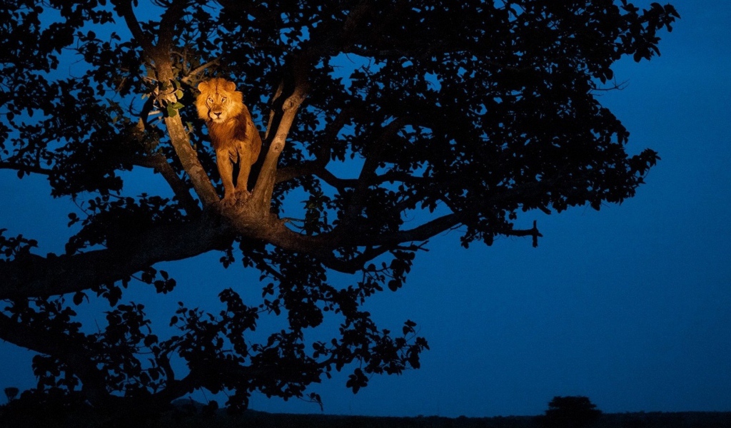 Лев сидит на дереве