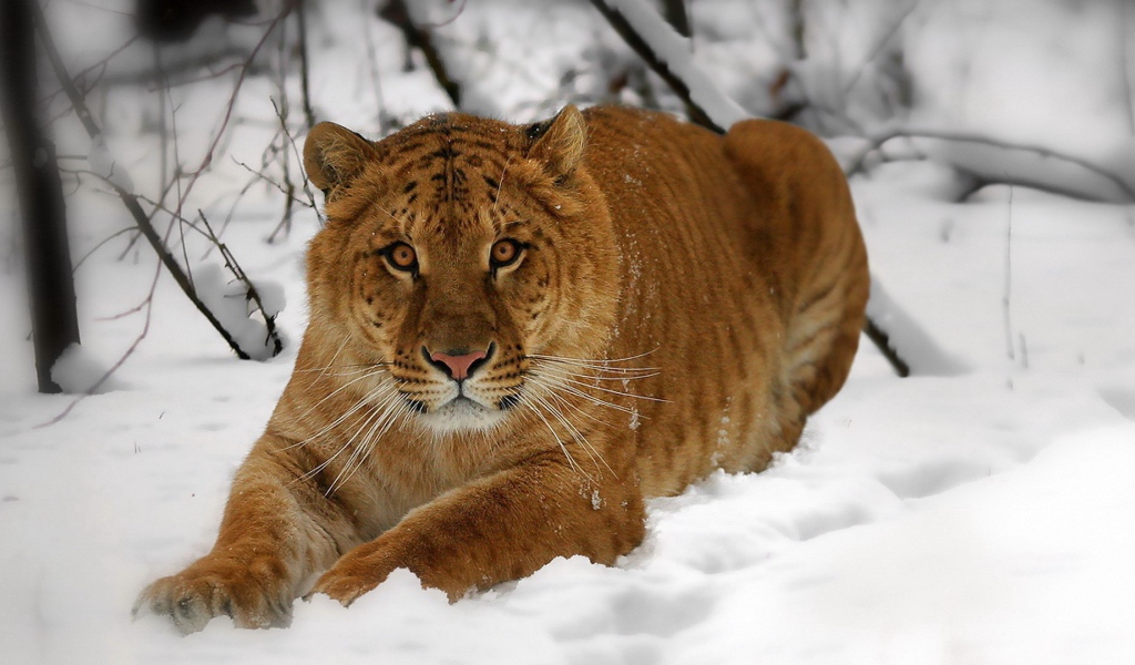 Амурский тигр на снегу