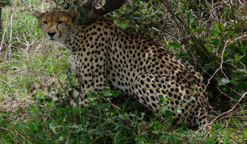 Животные кошачьей породы гепард