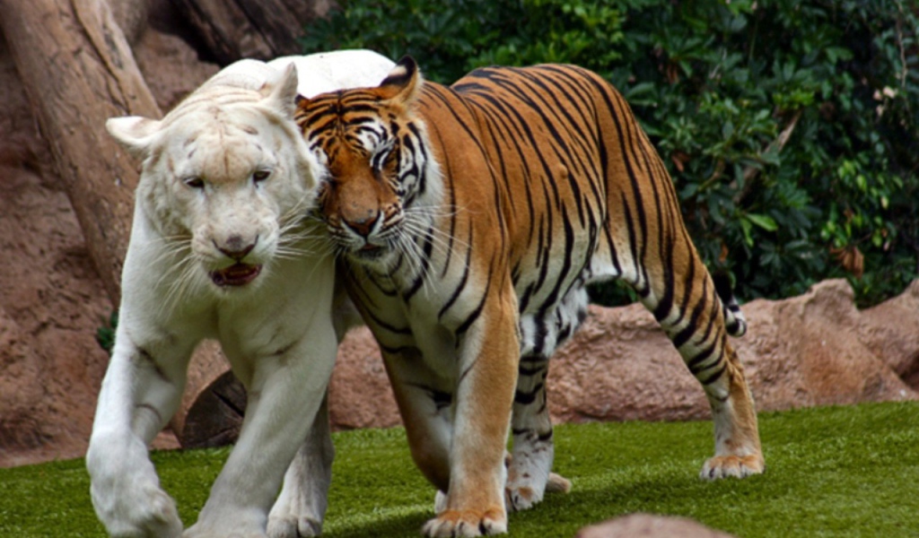 Бенгальский тигр альбинос