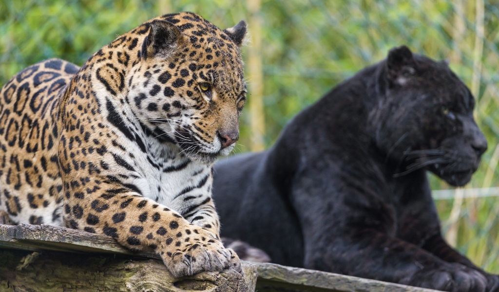 Черная и пятнистая пантера