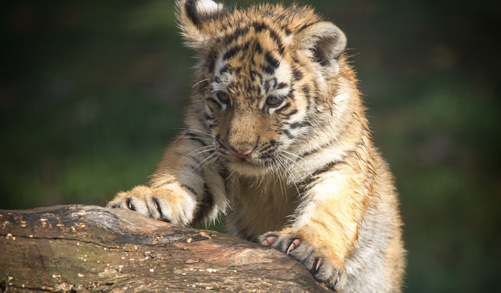Тигренок царапает дерево