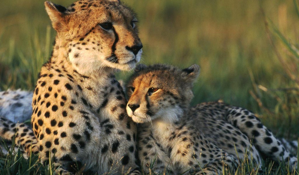 Семья Гепардов