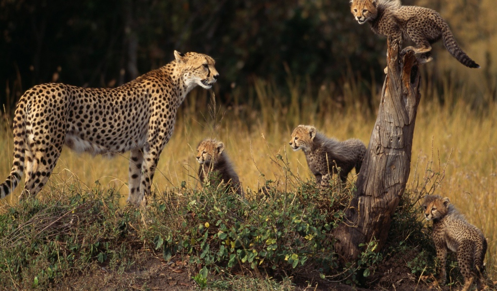 Семья гепардов на природе