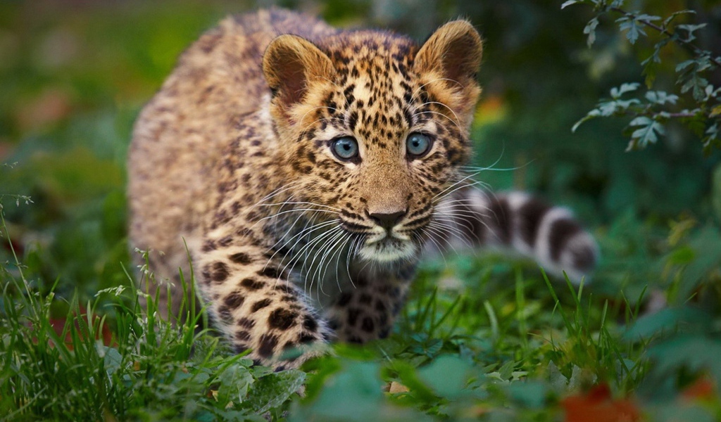 Детенышь леопарда