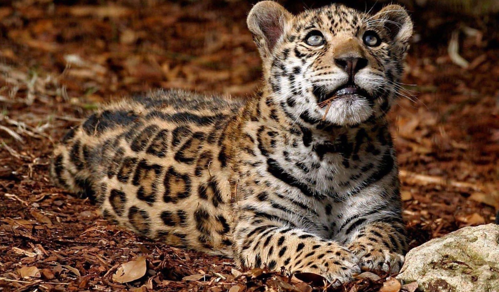 Леопард глядит вверх