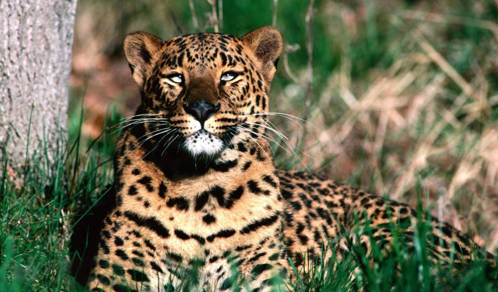 Леопард отдыхает после обеда