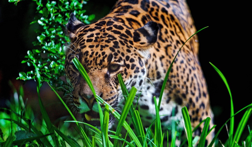 Леопард крадется к добыче