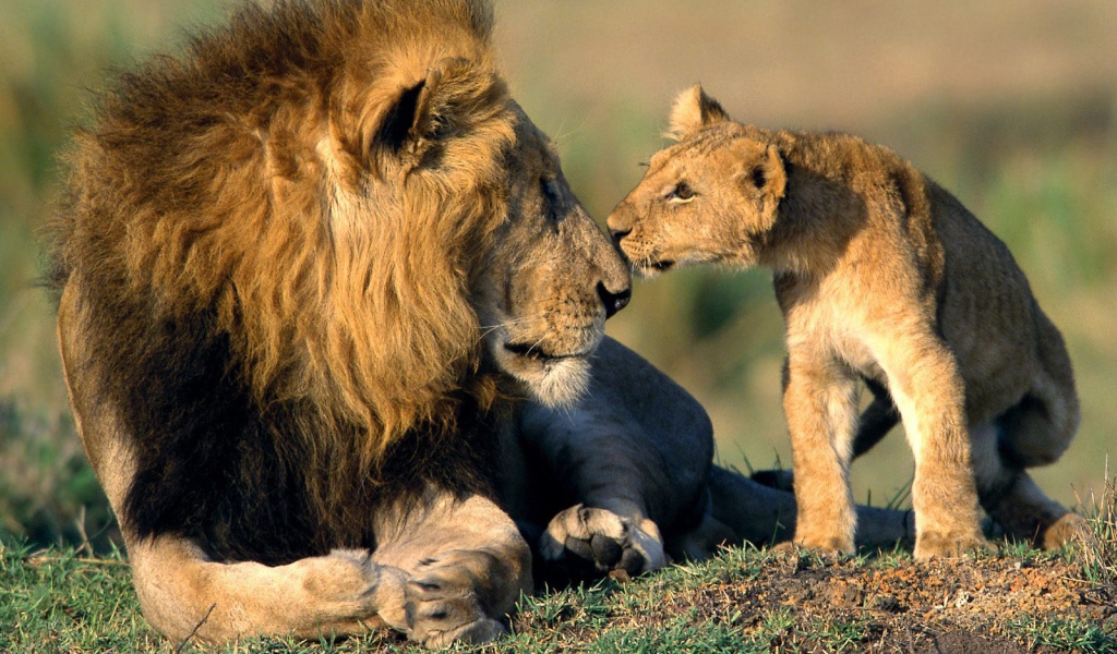 Львенок нюхает своего отца