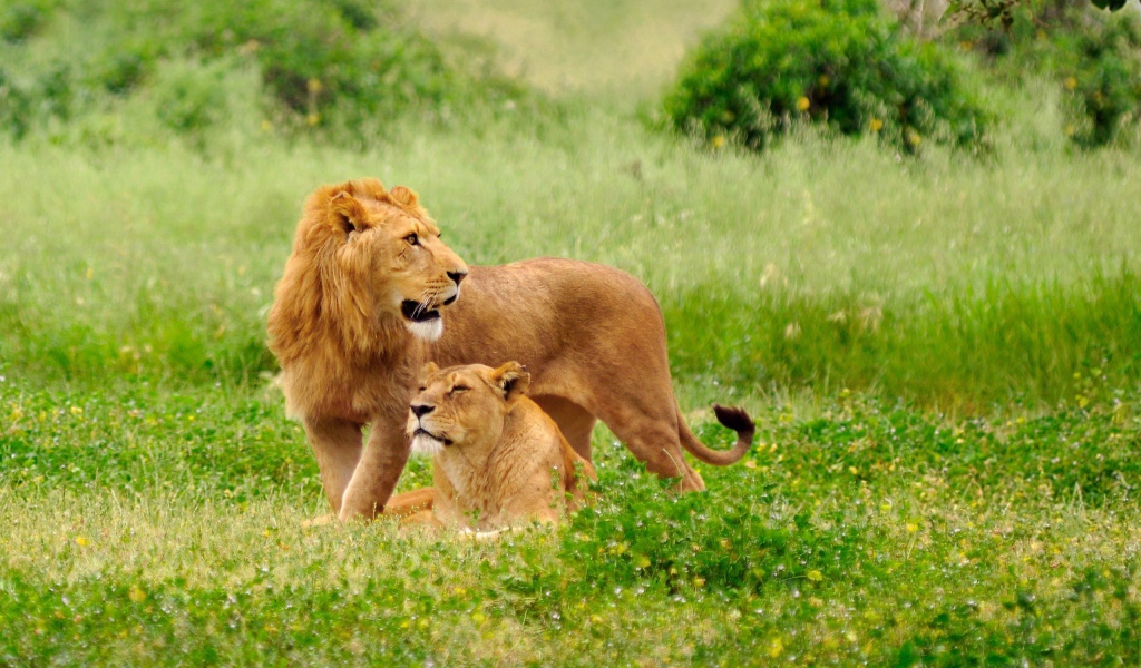 Львиная семья