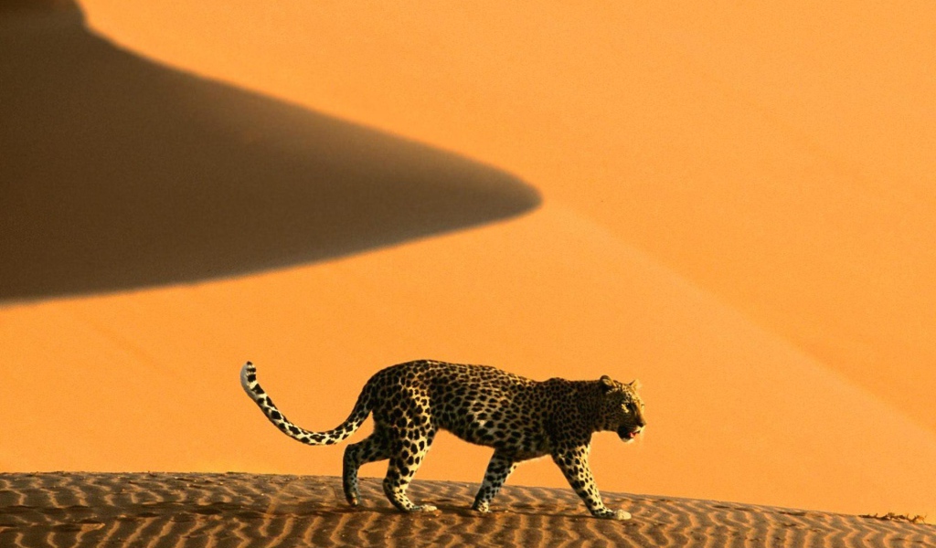 Намибия леопард на дюнах