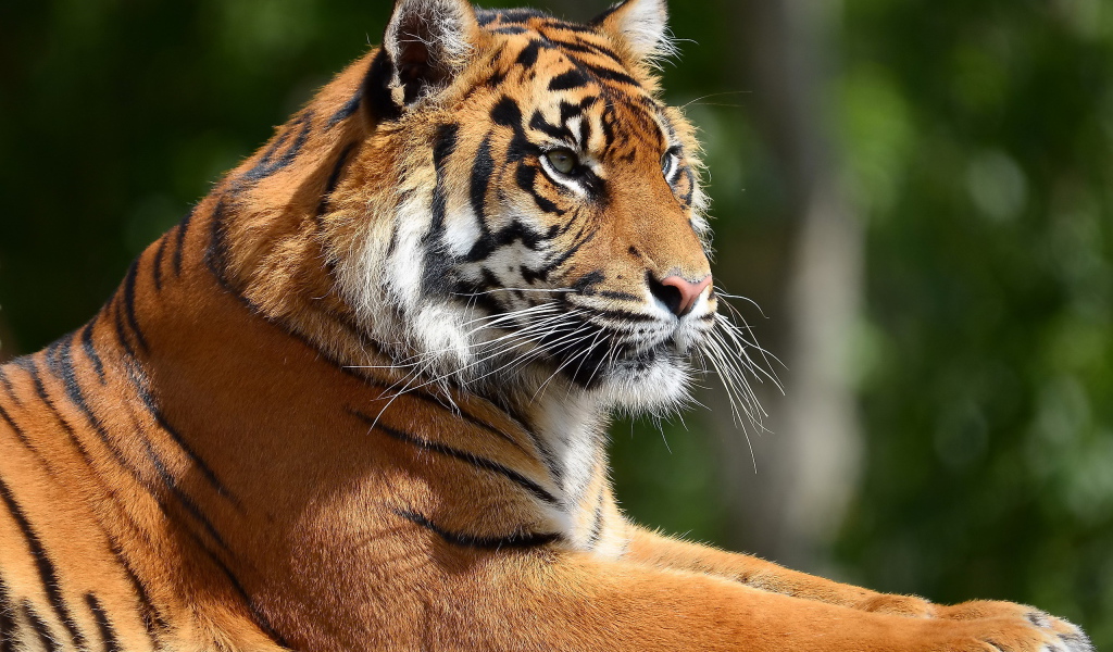 Портрет тигра в профиль