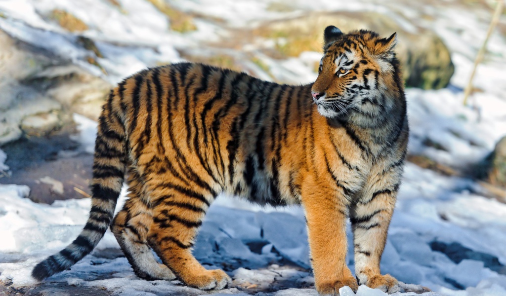 Полосатый тигр на снегу