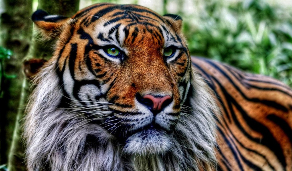 Старый тигр в джунглях