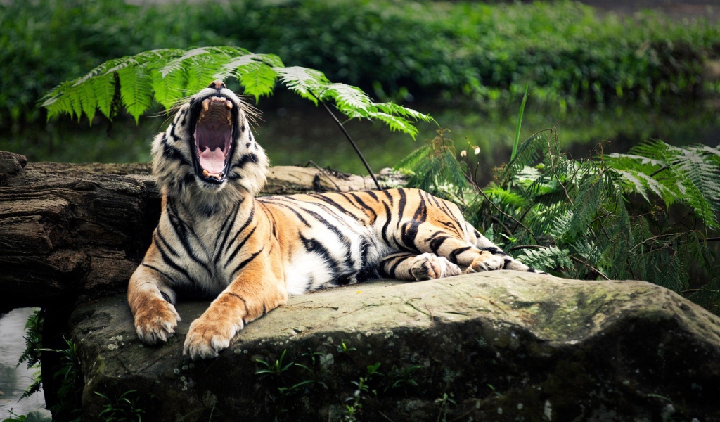 Пасть тигра