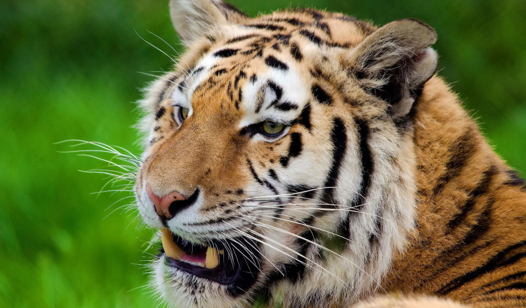 Тигр скалит зубы