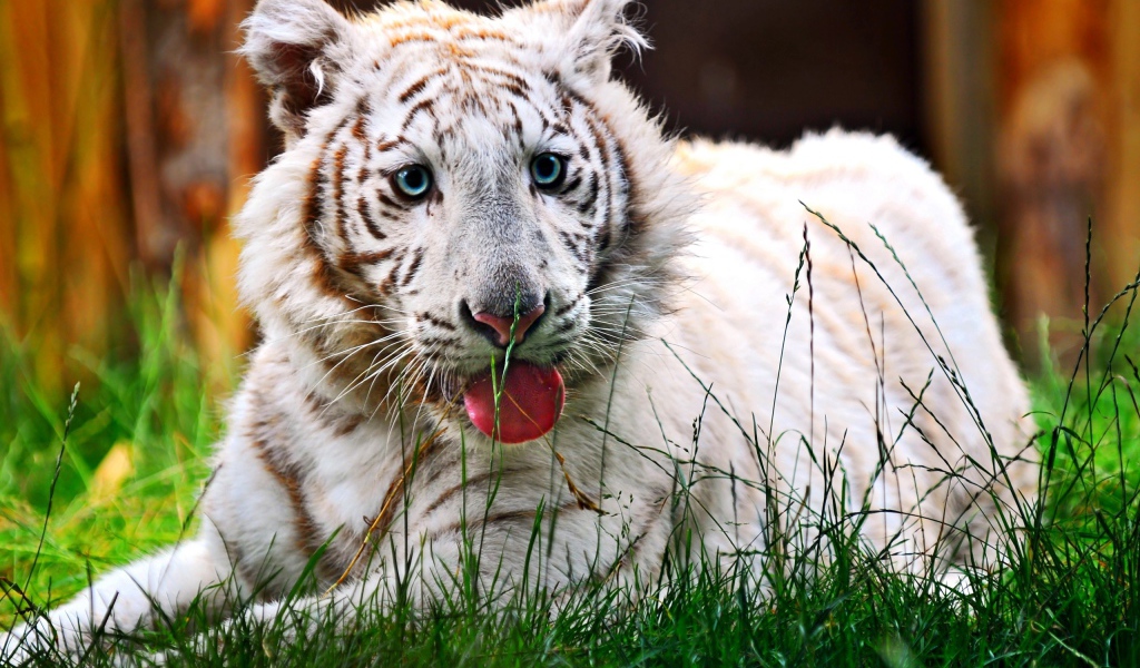 Белый тигренок