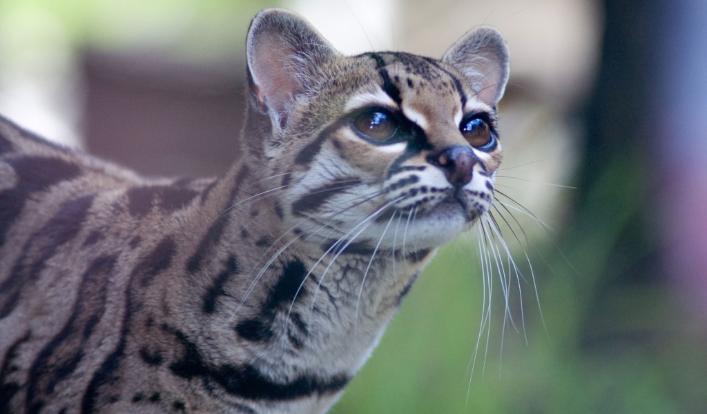 Дикая кошка Margay