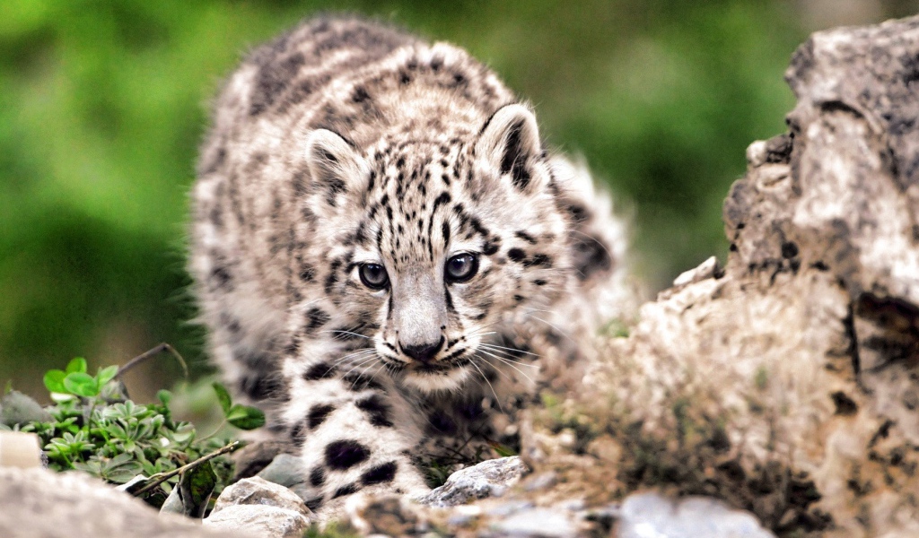 Дикая кошка на охоте