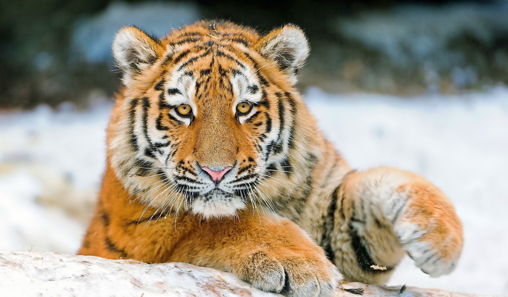 Молодой тигр играет