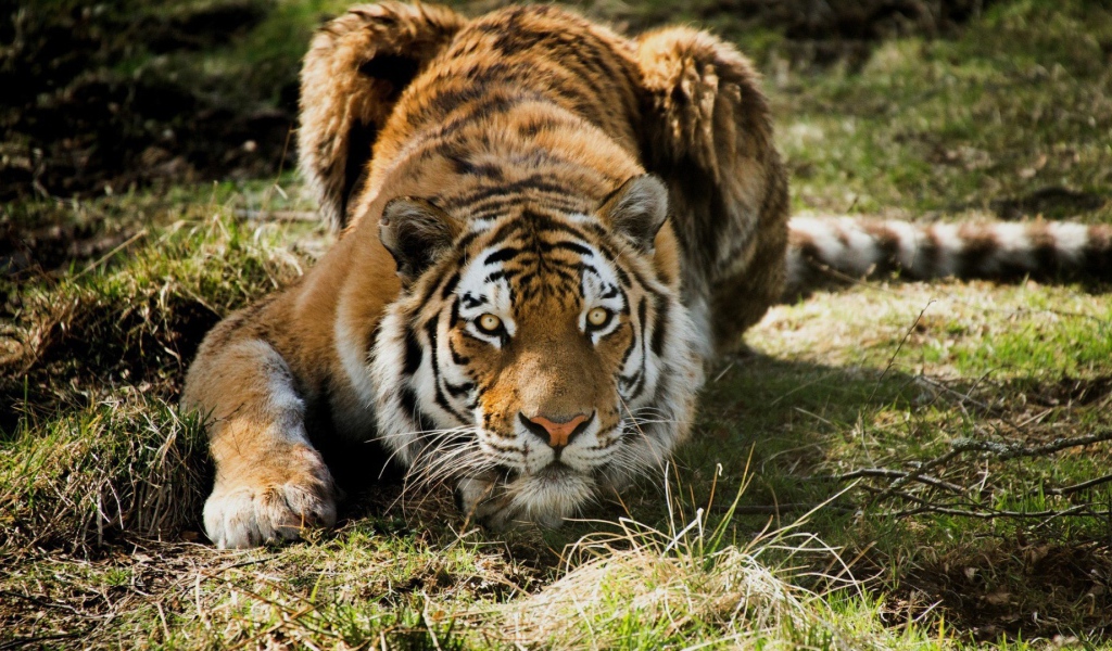 Тигр на охоте