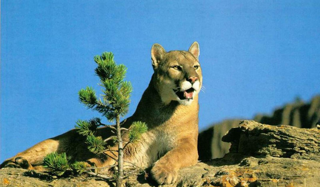 Леопард лежит на горе