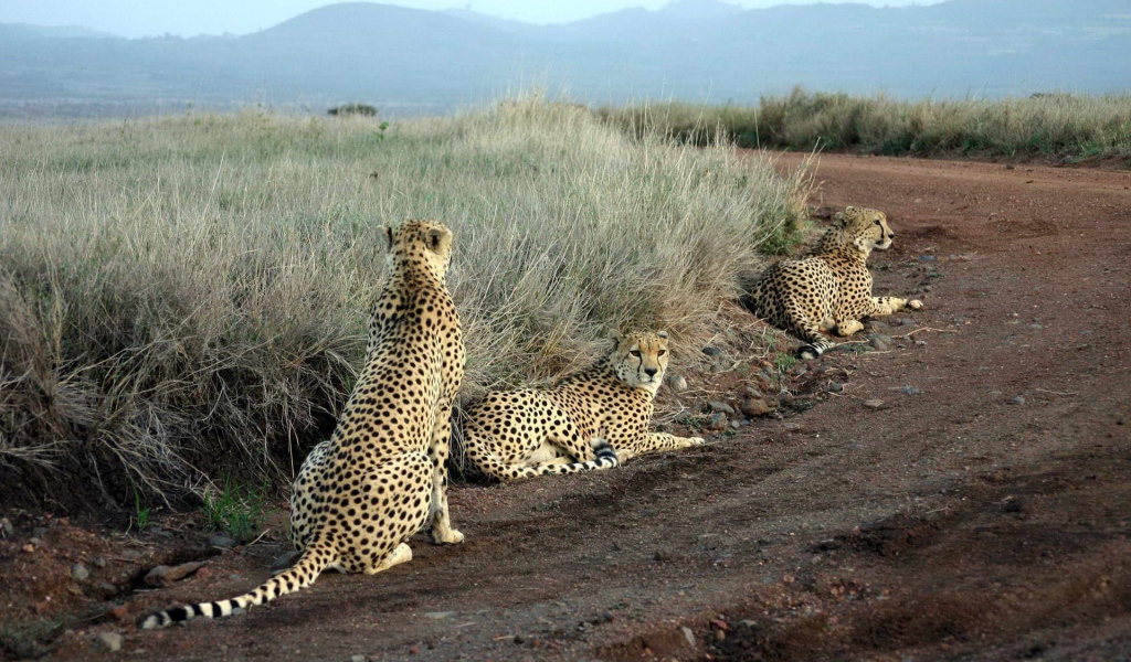 Леопарды лежат на дороге