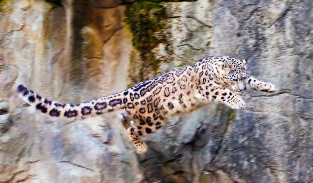 Снежный барс прыгает со скалы