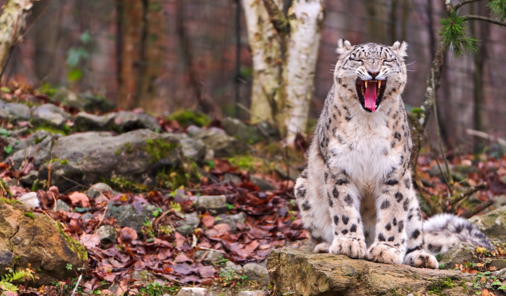 Снежный барс сидит