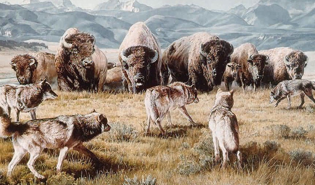 Быки и волки