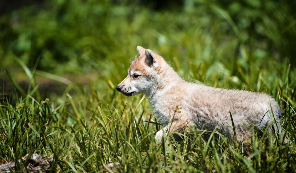 Волчонок на охоте