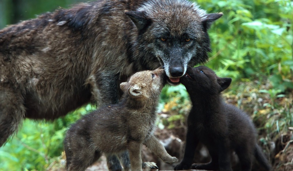 Волчица кормит волчат