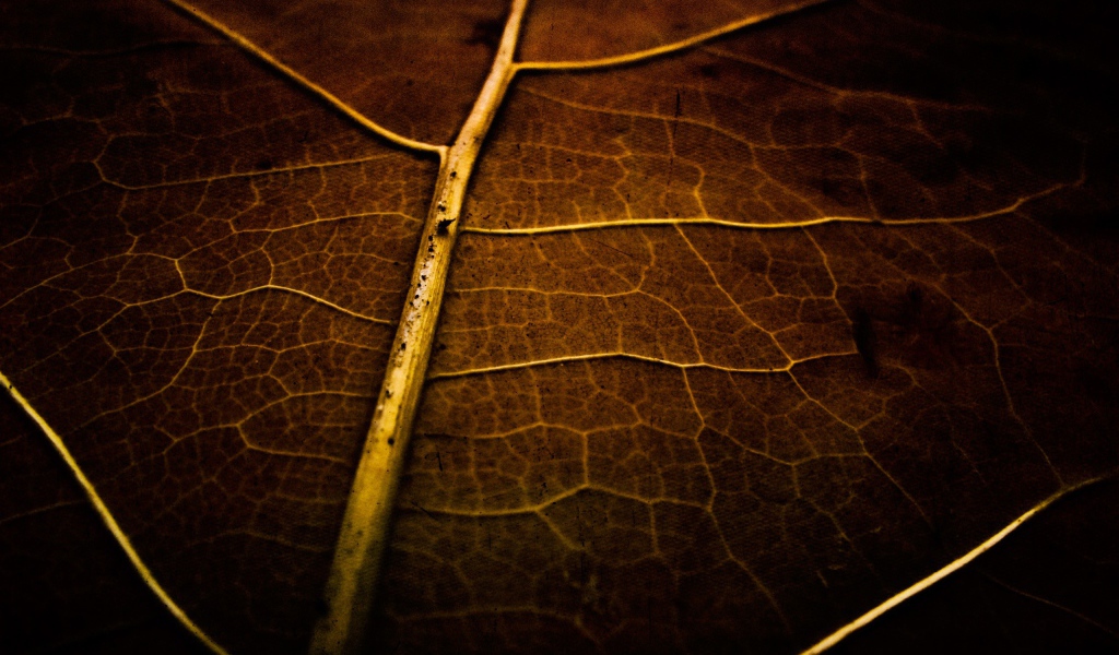 Фон высохший лист