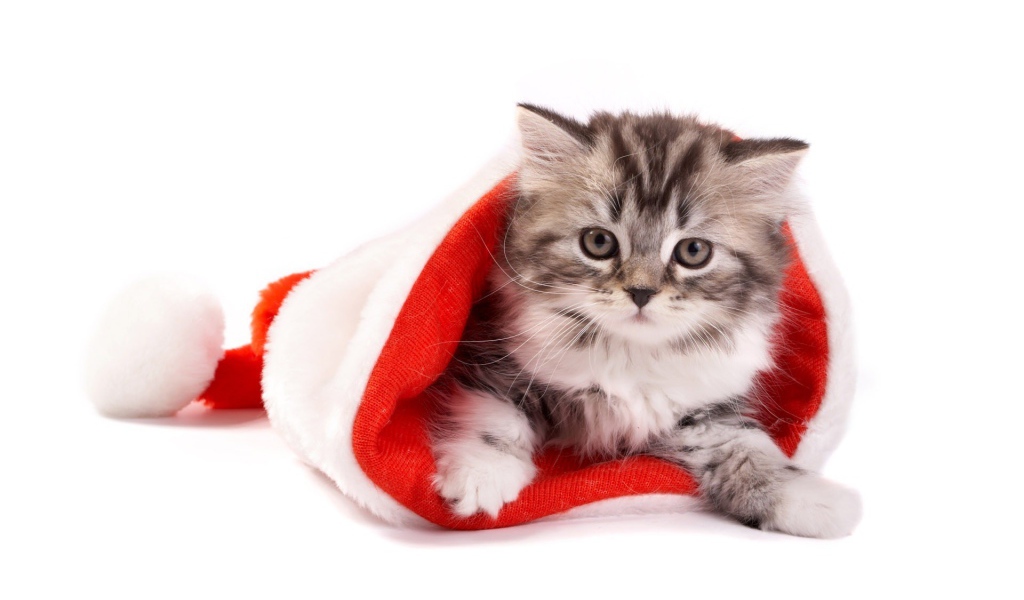 Серебристый котёнок в шапке Деда Мороза на рождество
