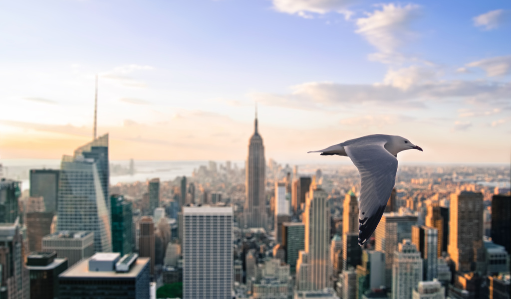 Чайка летит над Нью- Йорком