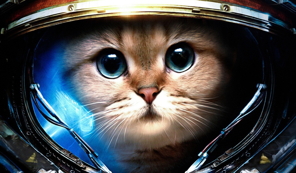 Кот космонавт