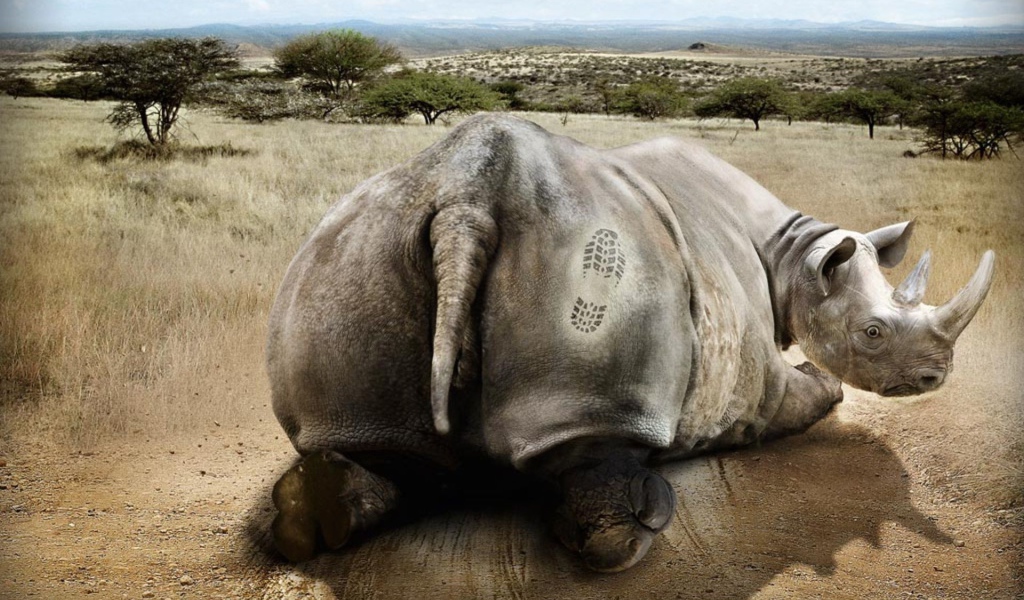 Носорог получил пинка