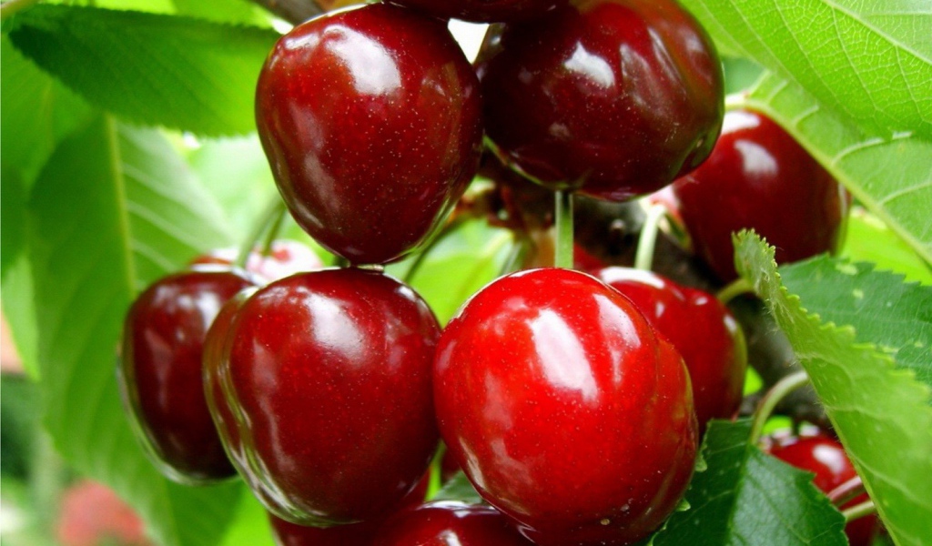 Ripe cherry on a branch