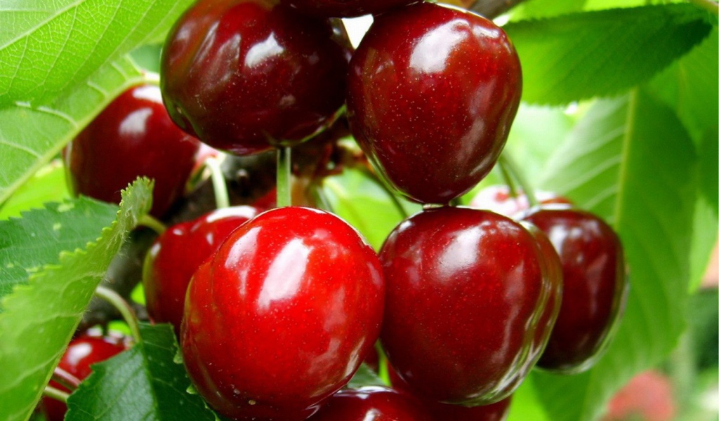 Зрелые плоды вишни