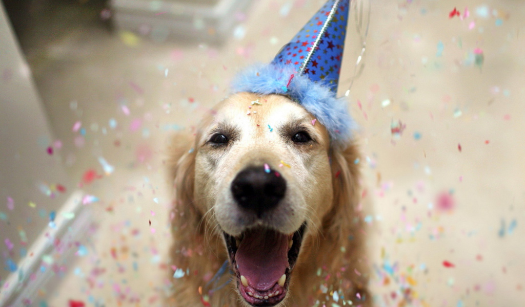 Счастливый пёс на день рождения