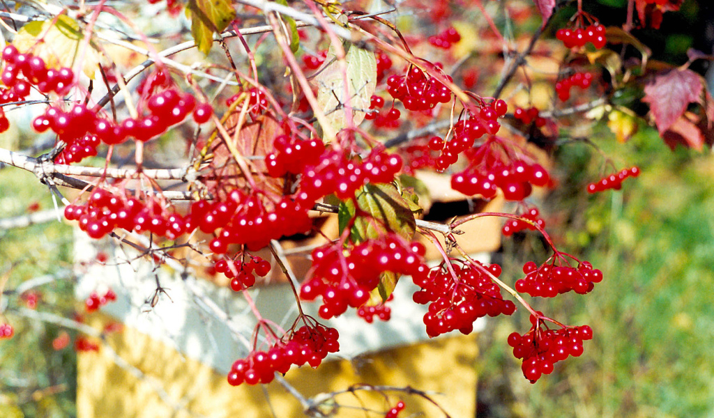  Калина Красная