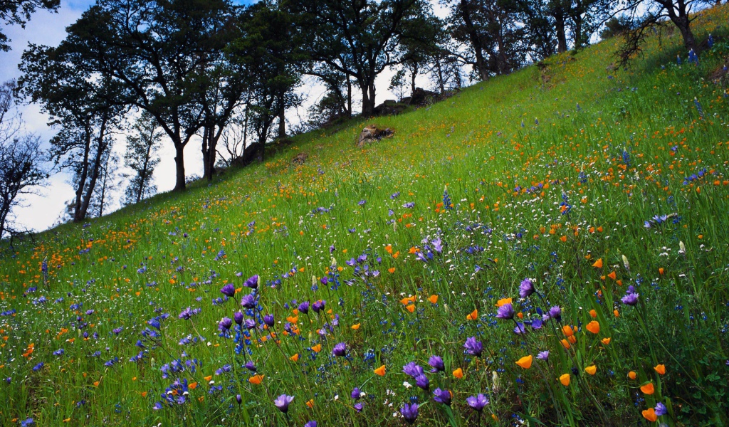 Цветочный склон