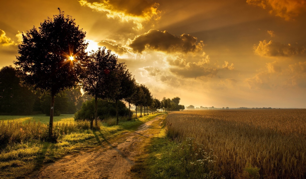 Дорога у поля