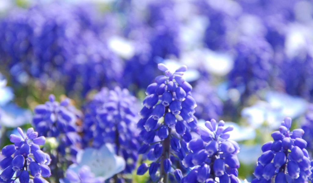 Голубые Гиацинты