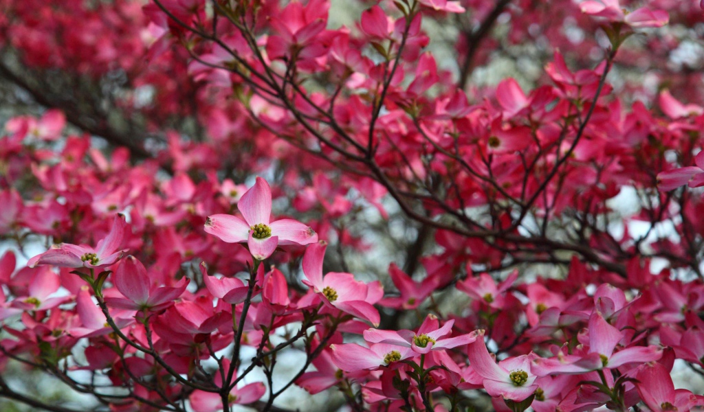 Веточка розовых цветов