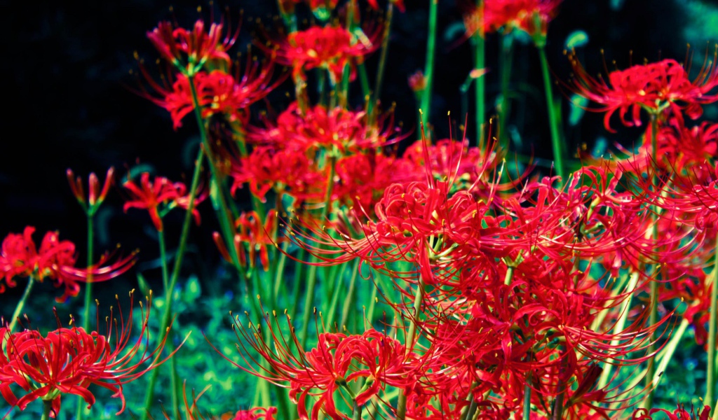 Яркие красные цветы